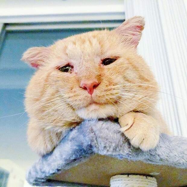 Рыжий кот Кот лежит