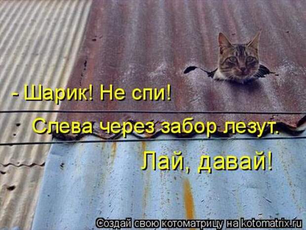 Котоматрицы(картинки с надписями)