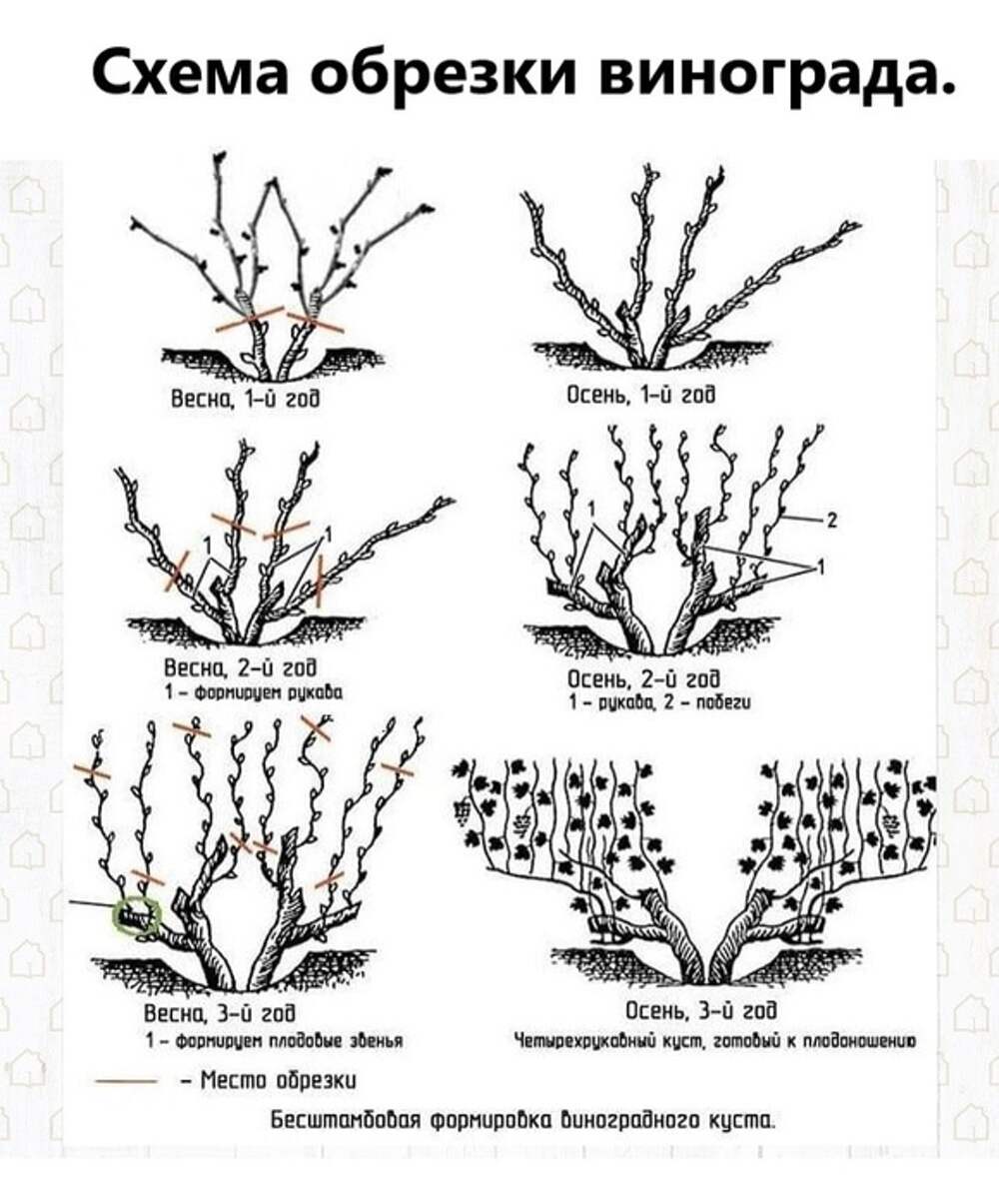 В каком месяце весной обрезают виноград. Схема обрезки винограда 2 года. Обрезка винограда Алешенькин. Схема обрезки винограда весной. Схема обрезки винограда весной для начинающих.