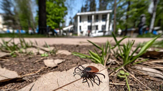 Кома и много месяцев лечения: "Клещи в этом году особенно опасны". Особенно в одном регионе России