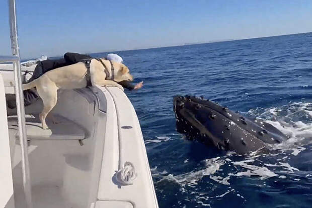Встреча собаки и китов в открытом море попала на видео