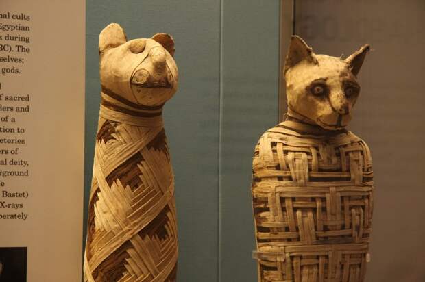 Кошки древний египет, загадки, история, мир, пирамиды, планета, сфинкс, тайны