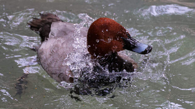 360.ru: летом 2026 года в Подмосковье пересчитают всех красноголовых нырков