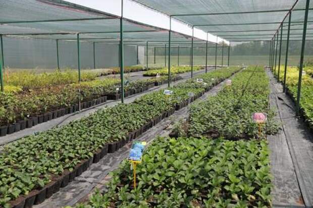 В Крыловском районе Кубани развивают предприятие по выращиванию саженцев плодово-ягодных деревьев