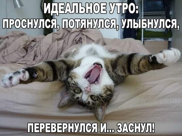 Смешные фото приколы и мемы с котами и кошками Смешные фото приколы и мемы с котами и кошками животные, коты, прикол, юмор