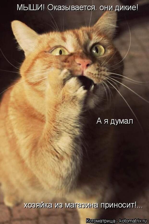 Лучшие котоматрицы недели (50 фото) Лучшие котоматрицы недели (50 фото)