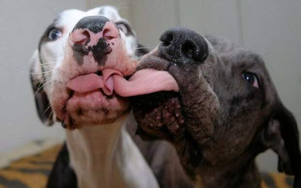 Зубы нужно чистить. |Фото: yaustal.com. Зубы нужно чистить. |Фото: yaustal.com.