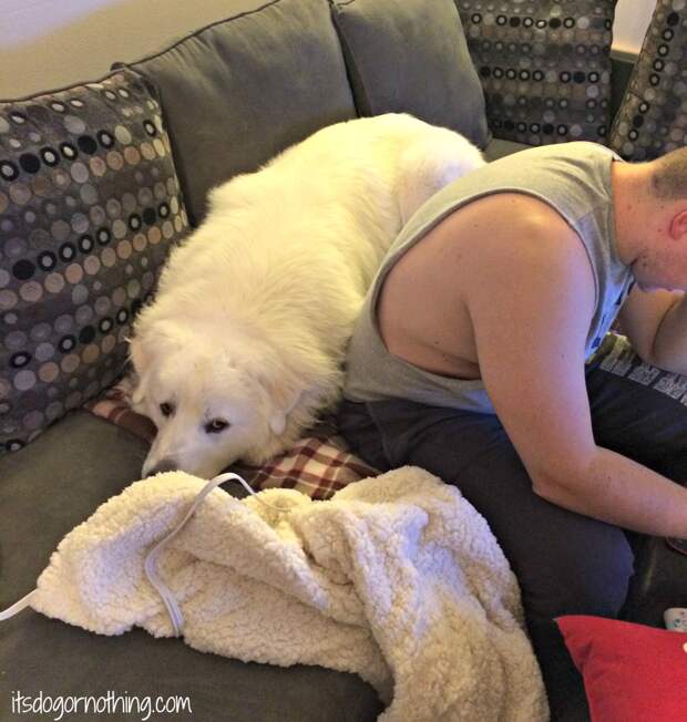 Great Pyrenees