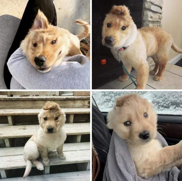 Необычные животные, которые мутировали