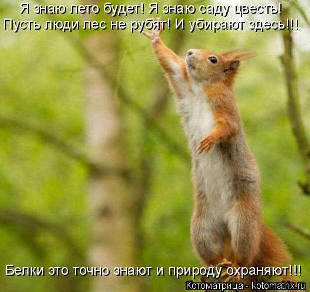 Котоматрица: Пусть люди лес не рубят! И убирают здесь!!! Я знаю лето будет! Я знаю саду цвесть! Белки это точно знают и природу охраняют!!!