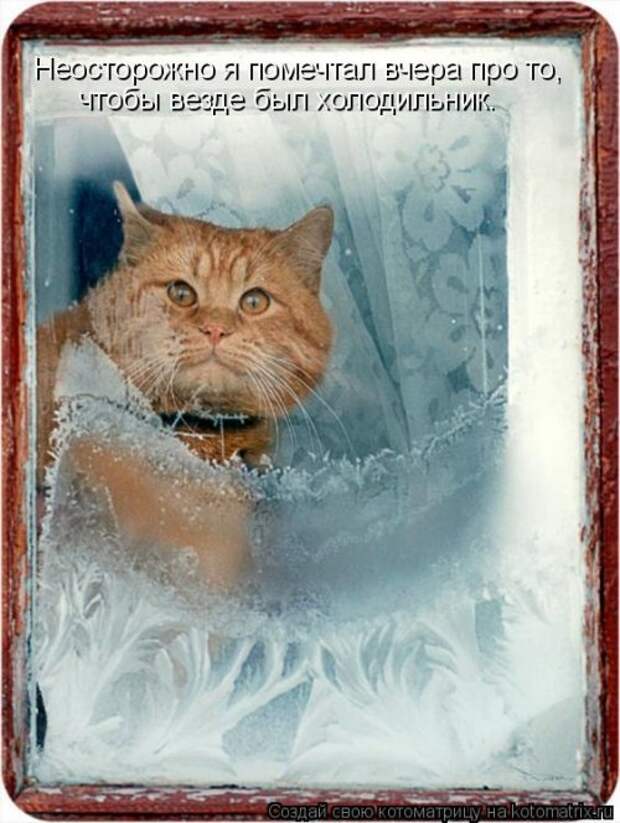 Свежая котоматрица (32 фото)