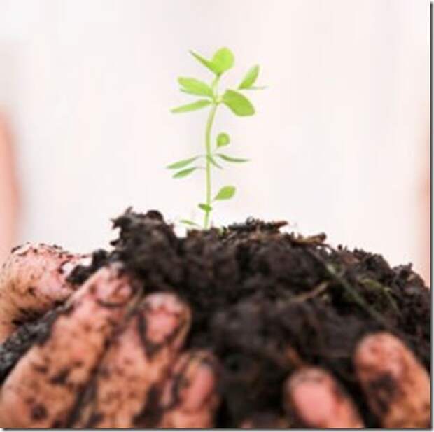 organic life
