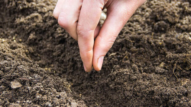 Лунный календарь на апрель 2026: благоприятные дни для посадки томатов, картофеля и цветов