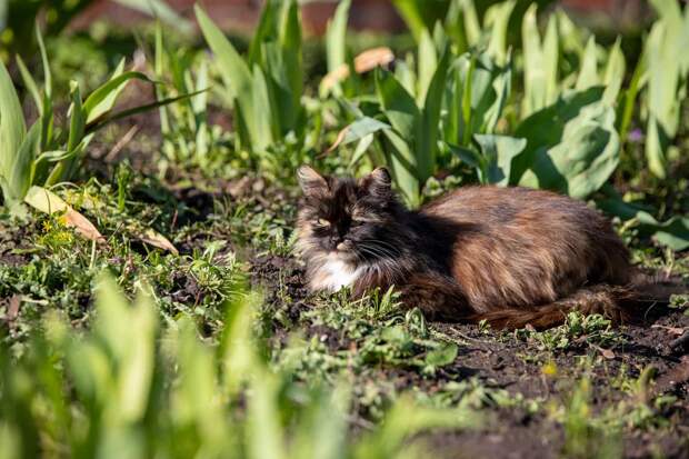 Ветеринар рассказала, какие растения на даче опасны для питомцев