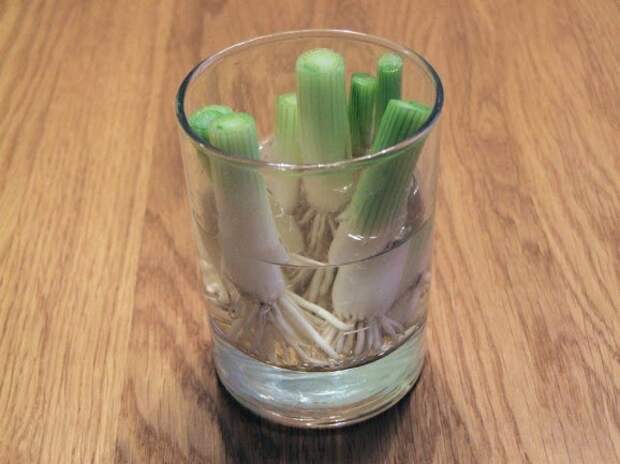 зеленый лук в стакане