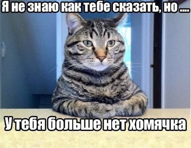 Смешные фото приколы и мемы с котами и кошками Смешные фото приколы и мемы с котами и кошками животные, коты, прикол, юмор