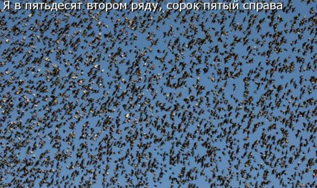 Котоматрицы (50 штук) Котоматрицы (50 штук)