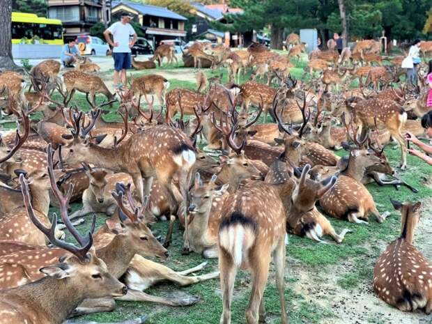 Рогатый феномен: сотни оленей в парке Нара ежедневно собираются в одно и то же время