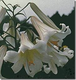 clip_image009