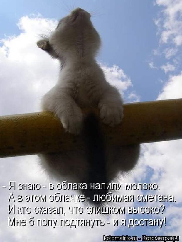 Котоматрицы (картинки с надписями)