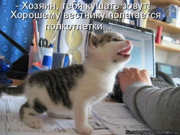Котоматрицы(картинки с надписями)