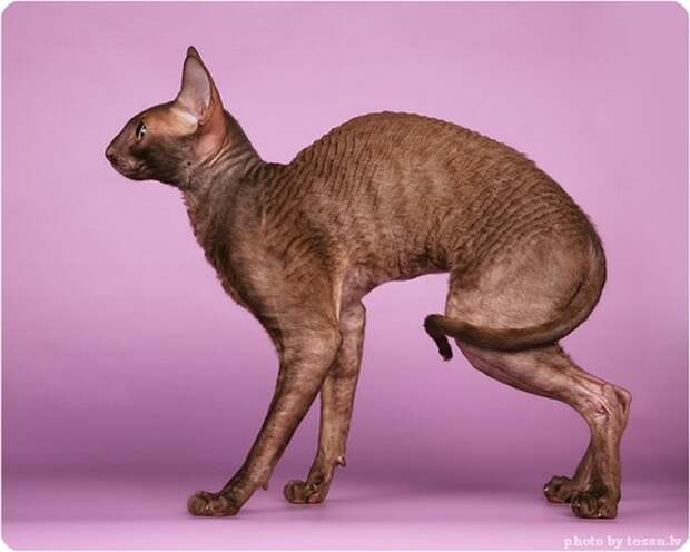 Корниш Рекс