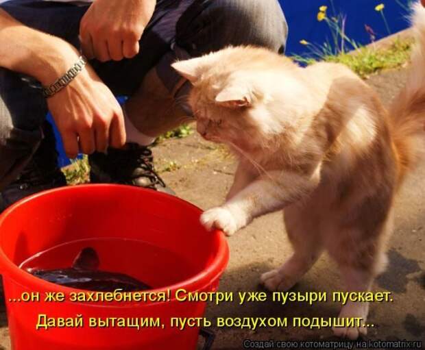 Самые лучшие котоматрицы прошедшей недели Самые лучшие котоматрицы прошедшей недели