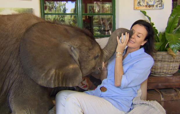 Основатель заповедника "Wild Is Life", куда доставили Мойо, стала ее новой мамой животные, слоненок