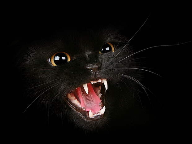 Скачать бесплатные обои "Черная-злая кошка" для рабочего стола в разрешении 1680х1050 по тегам - котик икла зубы