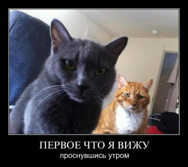 Демотиваторы (30 фото)