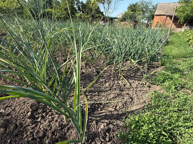 Не смотрите на ботву: опытный агроном назвал единственный признак, когда чеснок пора выкапывать