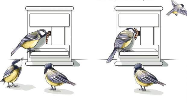 Синицы делятся полезным навыком друг с другом Синицы делятся полезным навыком друг с другом