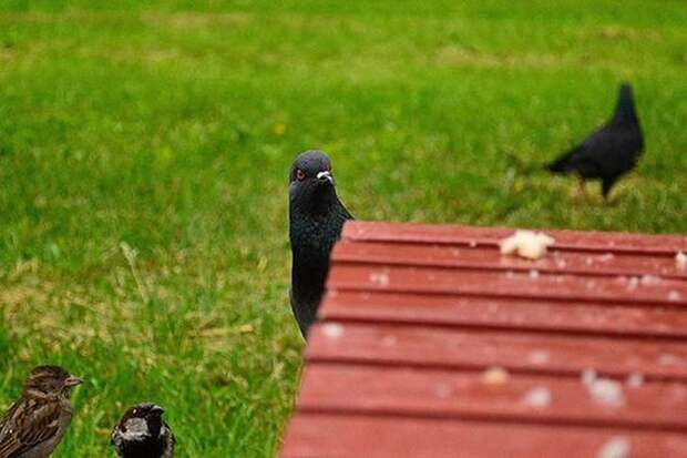 Смешная мини история о голубе, который «прощелкал» свое счастье slowpigeon02 Смешная мини история о голубе, который «прощелкал» свое счастье