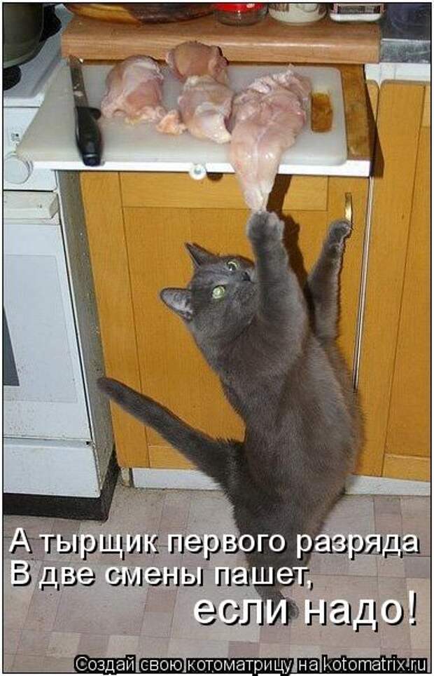 Котоматрицы(картинки с надписями)