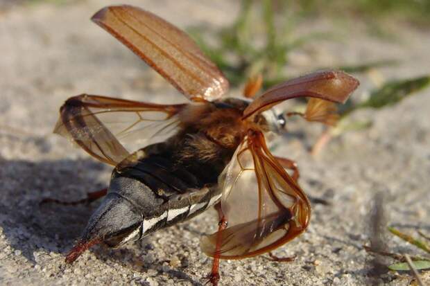 Знакомые незнакомцы - майский жук животные, интересно знать, майский жук, факты