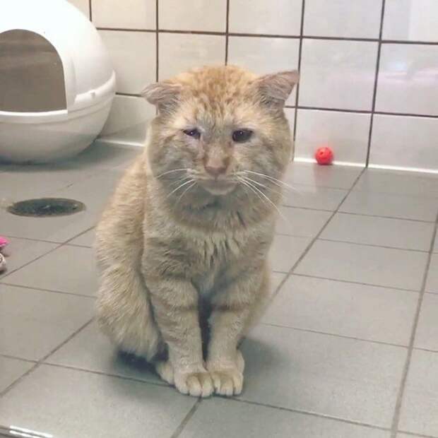 Кот сидит Грязный кот