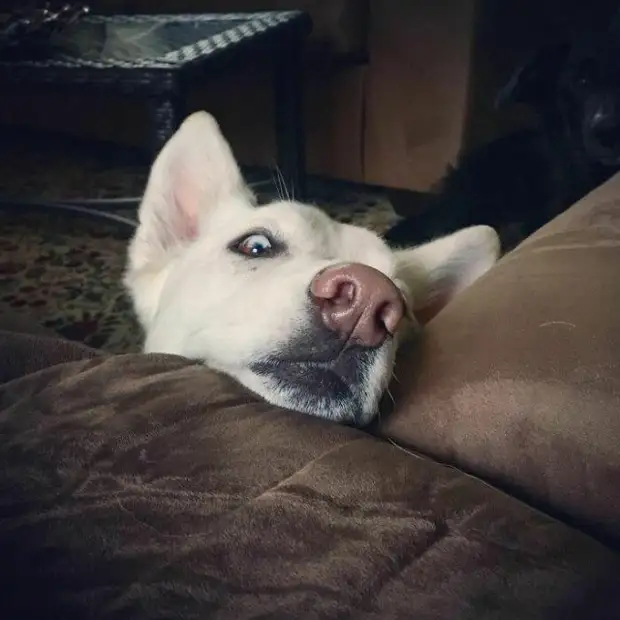 Любопытные носы, которые всегда должны быть в курсе дел хозяина