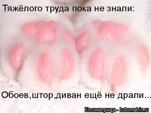 Лучшие котоматрицы недели