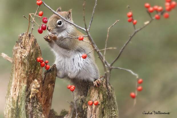 Фотография забавная жизнь белок Andre Villeneuve Фотография забавная жизнь белок Andre Villeneuve