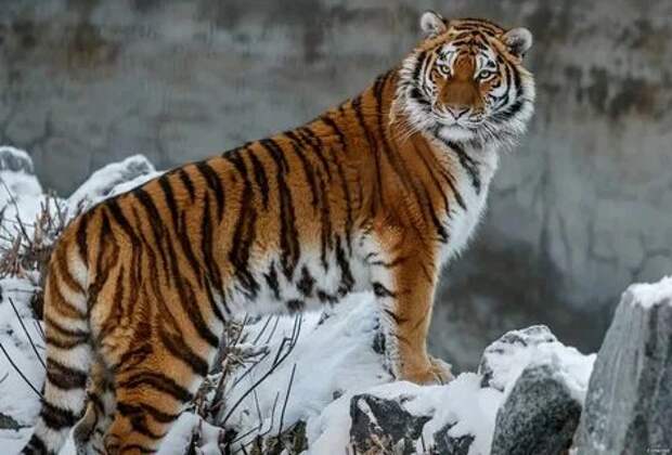 Уссурийский тигр: чем опасен и на что способен - GLOBALINFA.