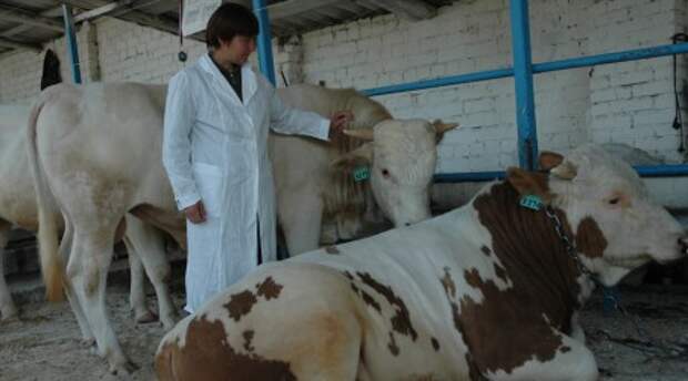 За полгода в Липецкой области произведено сельхозпродукции на 14 миллиардов рублей За полгода в Липецкой области произведено сельхозпродукции на 14 миллиардов рублей