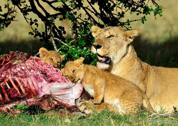 African Lion 047