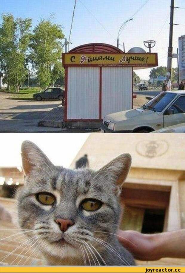 кот