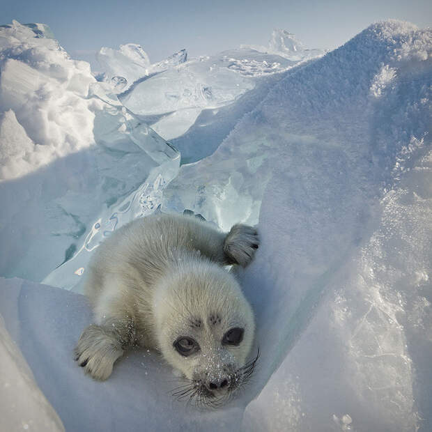 cute-baby-seal-waves-photographer-alexy-trofimov-russia-02a