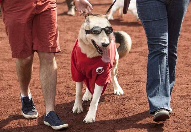 собаки на бейсбольных стадионах / Ballpark Dogs