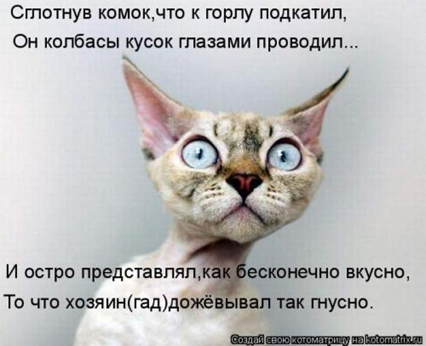 Новая котоматрица (37 шт)