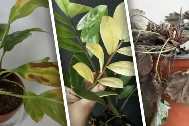 Проблемы комнатных растений, которые сразу видны по листьям