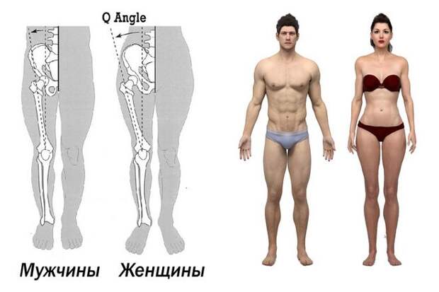 Женщины, как правило, имеют более широкие бедра. Верхние части бедер, как правило, расположены под таким углом, что они находятся дальше друг от друга в области бедра и уже в области колена. В то время как мужские ноги сближены для максимального равновесия, женские ноги раздвинуты для рождения ребенка.