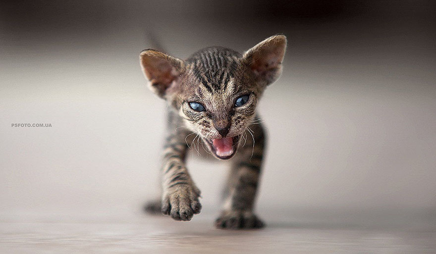 animal-portraits-sergey-polyushko-23-582b05fe5558b__880