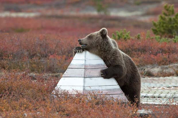 Bear_02700